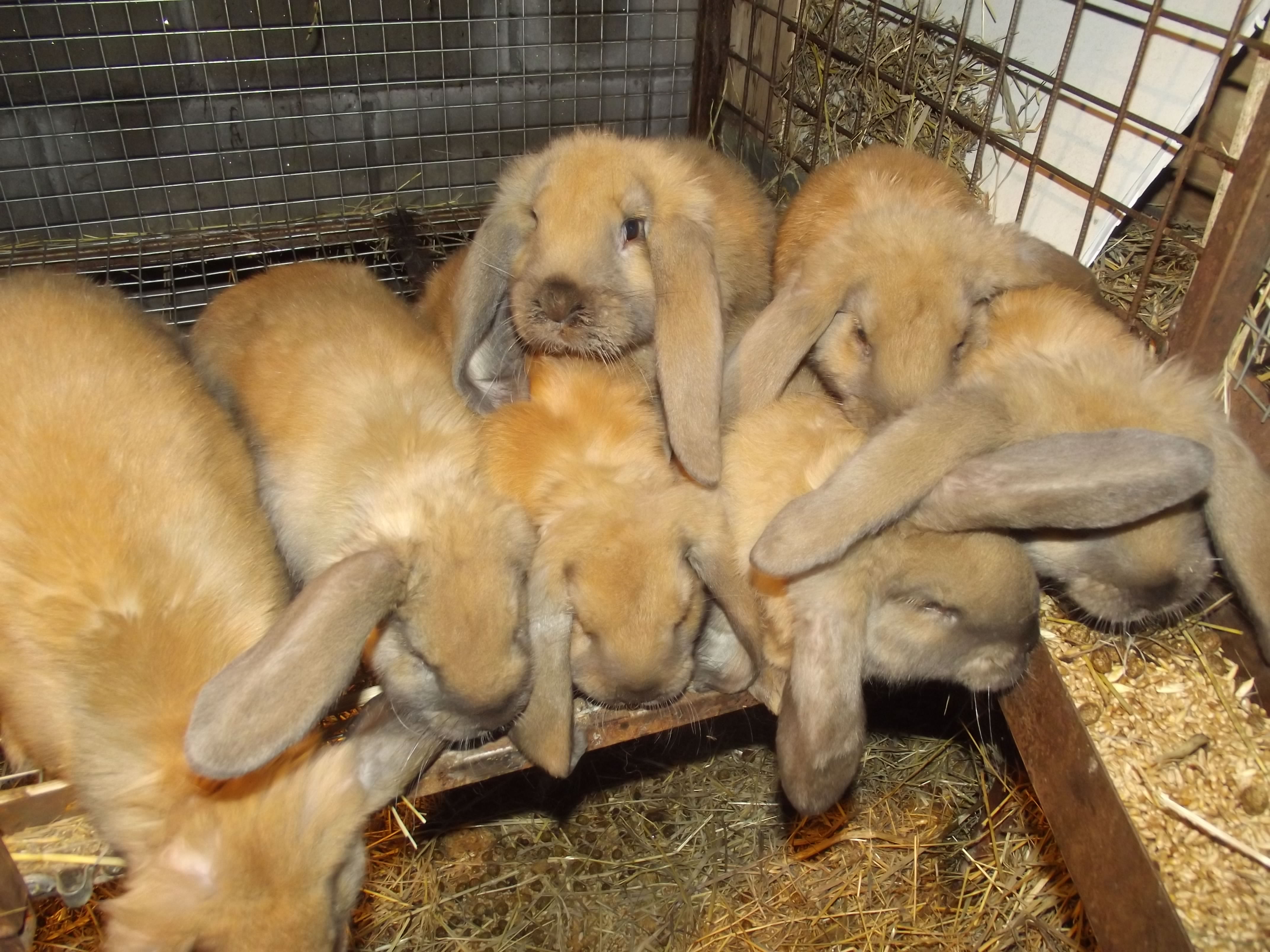 Купить кроликов французский. Французский баран кролик. Кролики породы французский баран. Кролик немецкий баран. Французский баран крольчата.